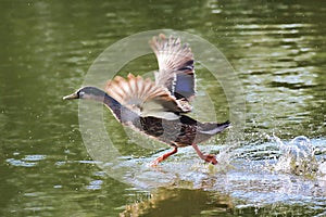 Mallard Duck Splashing Over Water As It Is Taking Flight