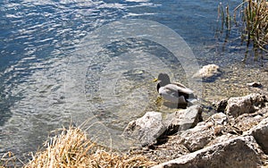 Mallard duck stand near river