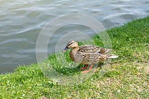 Mallard duck standing on the grass