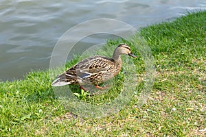 Mallard duck standing on the grass