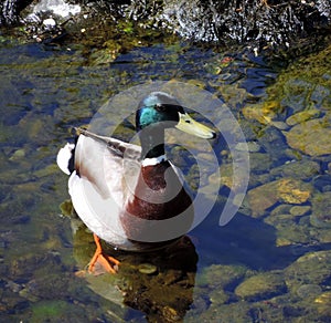 Mallard, duck, standing, in shallow water with submerged rocks.