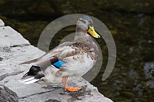 Mallard Duck Standing on Stone