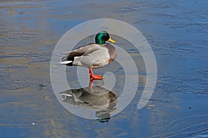 Mallard Duck Standing On Thin Ice