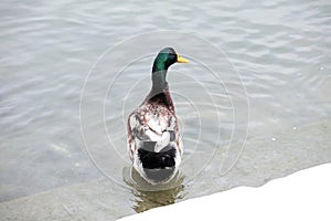 A mallard duck stands on a snow-covered shore.
