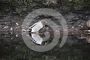 Mallard duckstood in the river preening