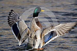 Mallard Duck Stretching Its Wings While Resting on the Water