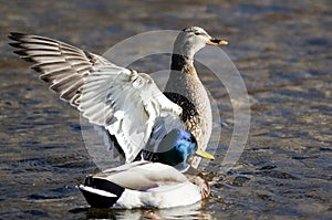 Mallard Duck Stretching Its Wings While Resting on the Water