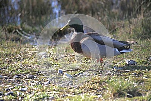 Mallard duck in sunshine