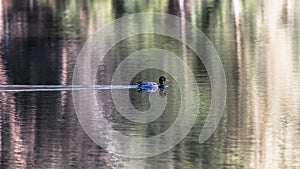 A Mallard duck swimming across a lake.