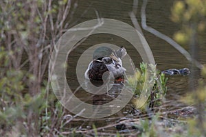 Mallard Duck Swimming in Antietam Lake