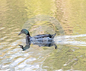 Mallard Duck Swimming in Antietam Lake