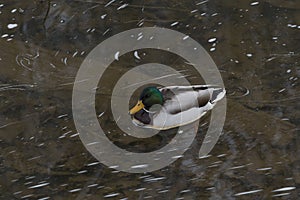 Mallard Duck Swimming in the C&O Canal