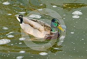 Mallard duck. photo