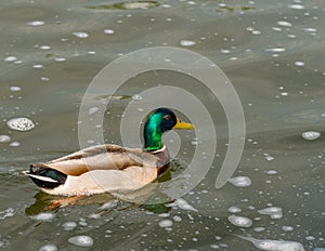 Mallard duck. photo