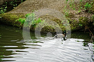 Mallard Duck swimming on lake, close-up, Nature Green Bird Wildlife.
