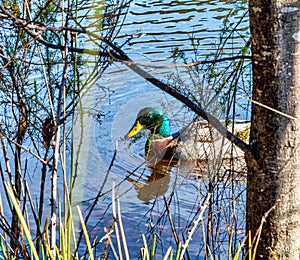 Mallard duck swimming in a lake at Pemberton WA