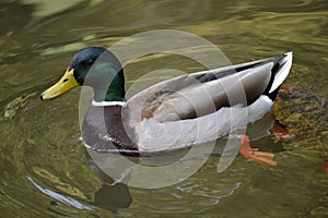 Mallard Duck Swimming