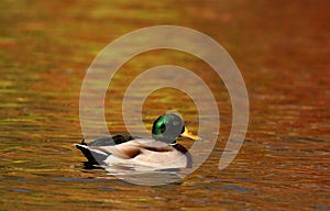 Mallard Duck swimming on orange water in Fall at Dusk