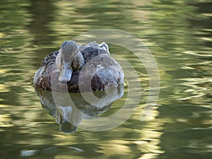 A mallard duck swimming in a pond