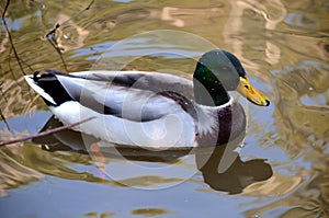 Mallard Duck swimming in a pond.