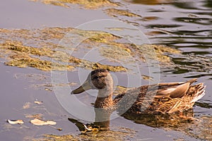 Mallard duck swimming in a pond