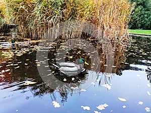 Mallard Duck swimming on pond.