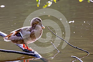 mallard duck swimming in a pond in Menden Sauerland photo