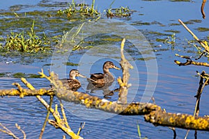 mallard duck swimming in a pond in Menden Sauerland photo