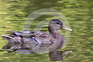 mallard duck swimming in a pond in Menden Sauerland photo
