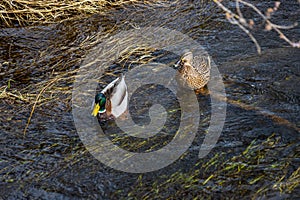 Mallard duck swimming on a pond picture with reflection in water. One mallard duck quacking on a lake