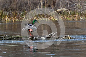 Mallard duck swimming on a pond picture with reflection in water. One mallard duck quacking on a lake