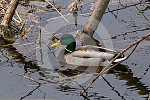 Mallard duck swimming on a pond picture with reflection in water. One mallard duck quacking on a lake