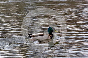 Mallard duck swimming on a pond picture with reflection in water. One mallard duck quacking on a lake