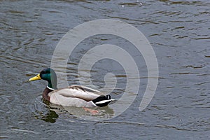 Mallard duck swimming on a pond picture with reflection in water. One mallard duck quacking on a lake