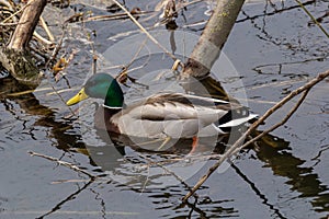 Mallard duck swimming on a pond picture with reflection in water. One mallard duck quacking on a lake