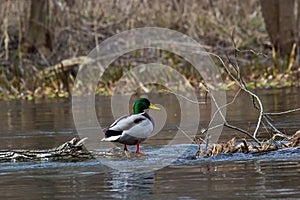 Mallard duck swimming on a pond picture with reflection in water. One mallard duck quacking on a lake