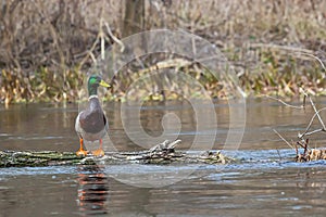 Mallard duck swimming on a pond picture with reflection in water. One mallard duck quacking on a lake