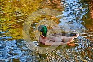 A Mallard Duck Swimming In A Pond With A Tree With Fall Colors Reflected In The Water.