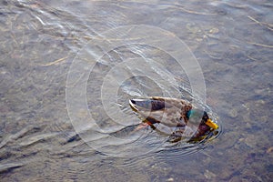 Mallard duck swimming in the River Coln, Bibury village, Cotswold