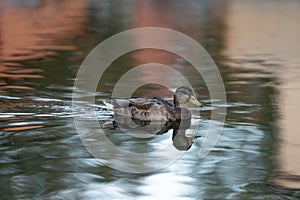 Mallard duck swimming in silk smooth water