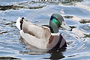 Mallard duck swimming in sunshine