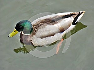 Mallard duck swimming