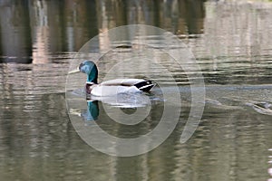 A mallard duck swims in the calm waters of a pond