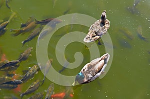 Mallard duck swims in the pond with fishes.