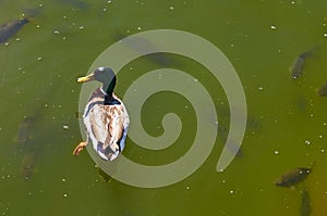 Mallard duck swims in the pond with fishes.