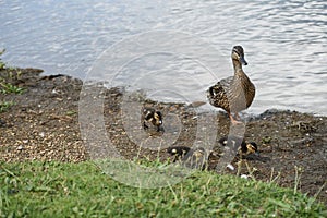 A Mallard Duck with three waddling ducklings 