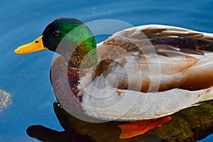 A mallard duck wading in a lake
