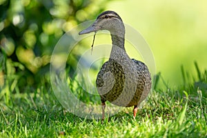 Mallard Duck walking on the grass in the summer