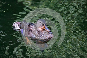 Mallard duck on water