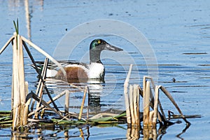 Mallard duck,water,lake